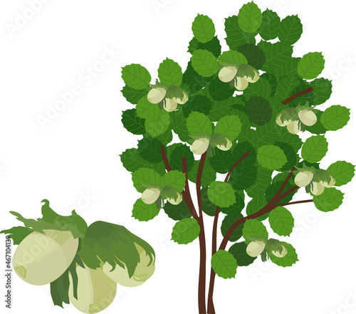 Common hazel (Corylus avellana) plant with green foliage and unripe nuts isolated on white background