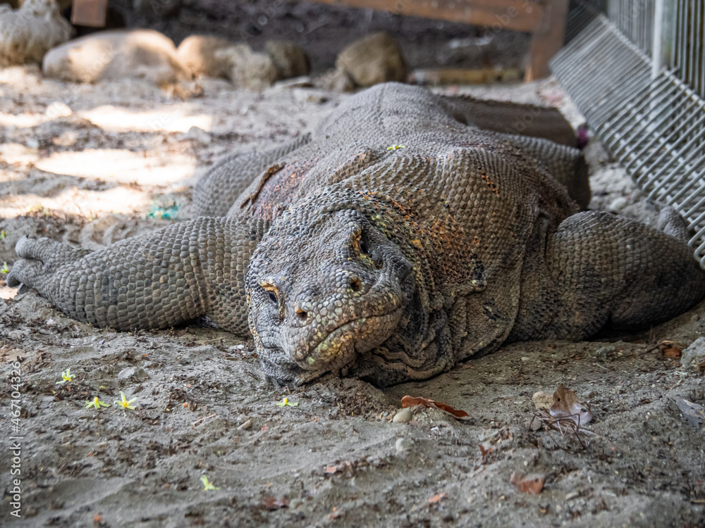 Indonesia - Komodo National Park - The Komodo dragon Indonesia - Komodo National Park - The Komodo dragon
