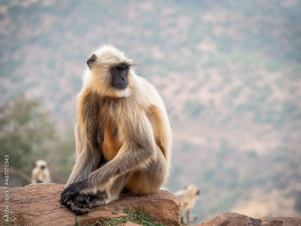 India - Pushkar - Monkey family