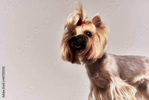 pedigree dog pet puppy grooming isolated background
