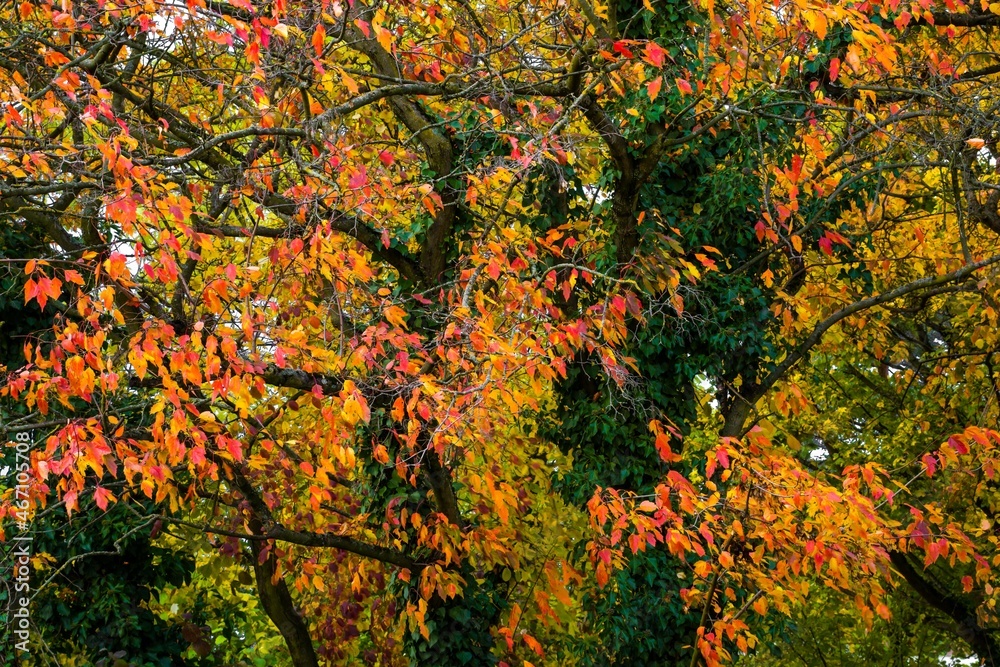  Autumn sketch,  multicolored tree foliage with climbing plants