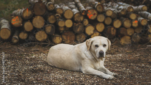 Old beauty Labrador