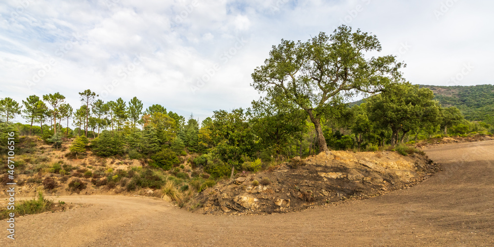 unpaved dirt road in in Mediterranean scrubland unpaved dirt road in in Mediterranean scrubland