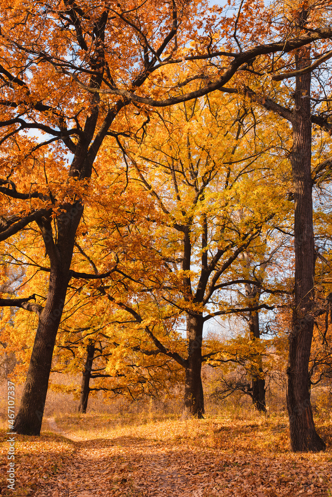 Fototapeta premium Autumn landscape old oaks with yellow leaves in the park vertical shot