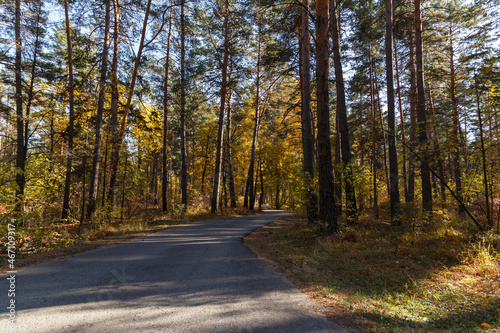 An asphalt road passing through the autumn forest. Tall pines. Golden Sun