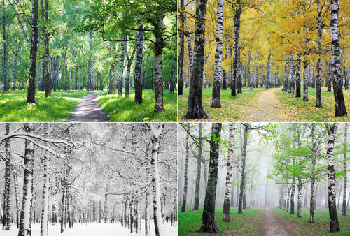Four seasons of nature of a row of birches taken from one place