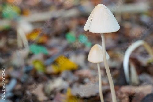 Selective focus shot of Mycena mushrooms photo