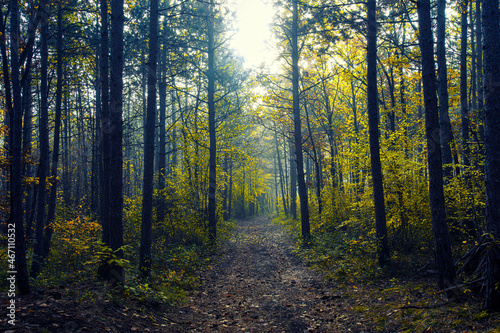 misty autumn forest  © babaroga