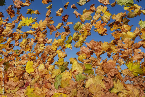Maple leafs