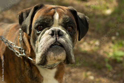 Dog breed boxer. Portrait of a dog. Pet on a chain. © Олег Копьёв