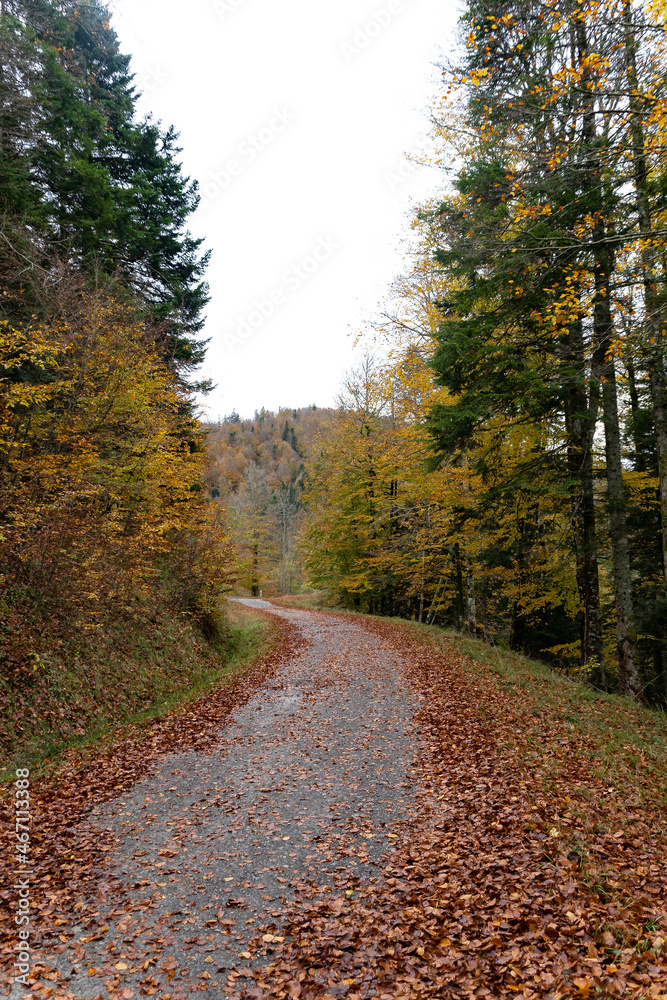 Obraz premium Selva de Irati en Otoño