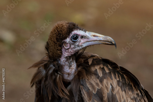 Torgos tracheliotos - The long-eared vulture or torgo is an accipitriform bird of the Accipitridae family. photo