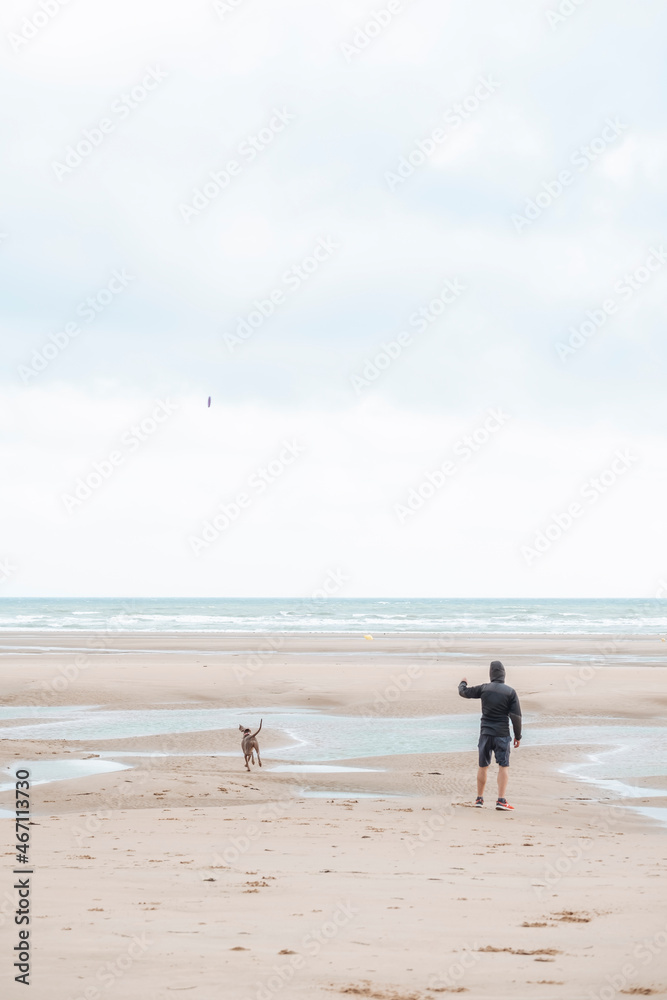 Weimaraner, weimaraner dog playing with man on Omaha beach at sunrise, Normandy, France