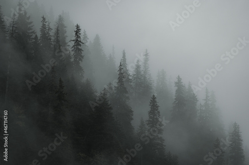 Pine trees covered with fog on a moody day