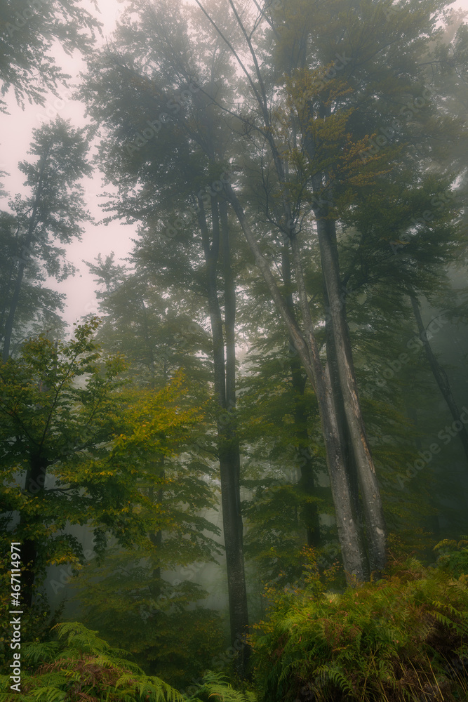 Fototapeta premium Tall trees covered by fog inside a forest