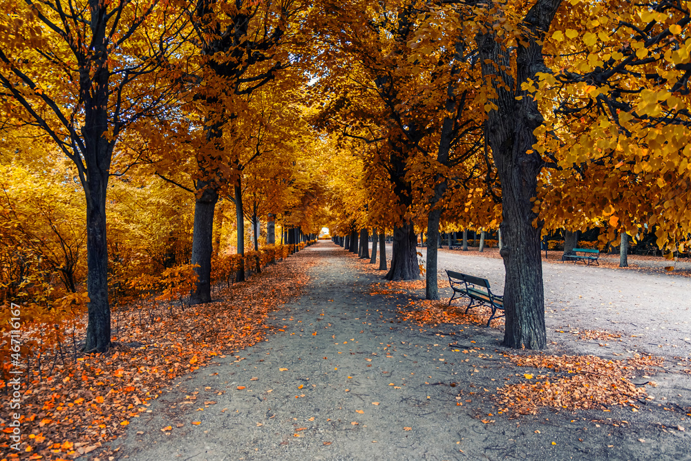 COLORFUL AUTUMN TREE ALLEY