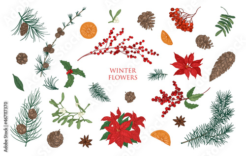 Collection of beautiful winter decorative plants isolated on white background. Bundle of traditional natural Christmas decorations. Colorful botanical vector illustration in elegant vintage style.