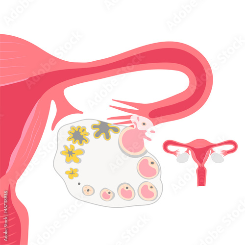 Ovarian cycle vector illustration