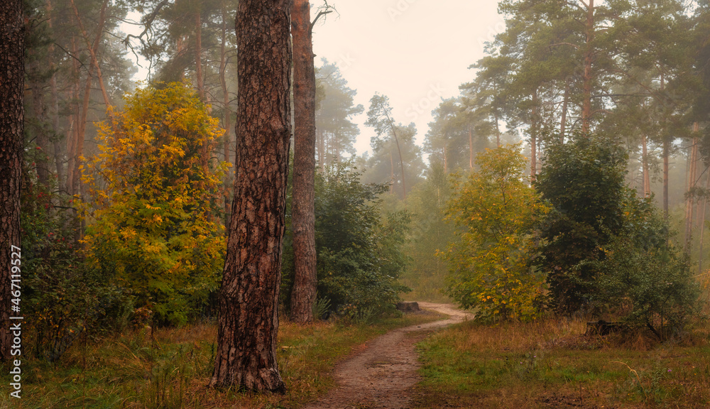 Fototapeta premium Foggy morning in the forest. Damp weather. The distant trees are covered with fog.