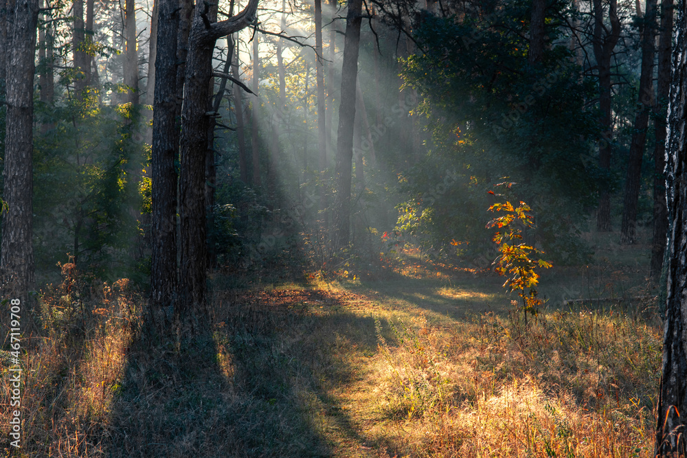Sunny morning in the forest. Beginning of autumn. Sunlight plays in the branches of the trees. Good weather. Sunny morning in the forest. Beginning of autumn. Sunlight plays in the branches of the trees. Good weather.