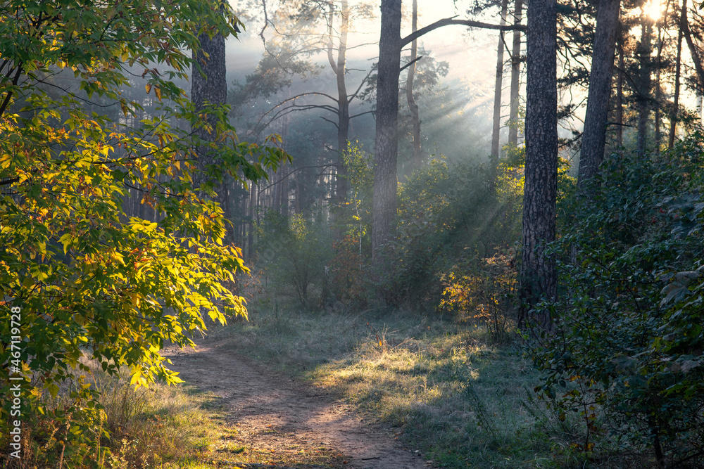 Sunny morning in the forest. Beginning of autumn. Sunlight plays in the branches of the trees. Good weather.