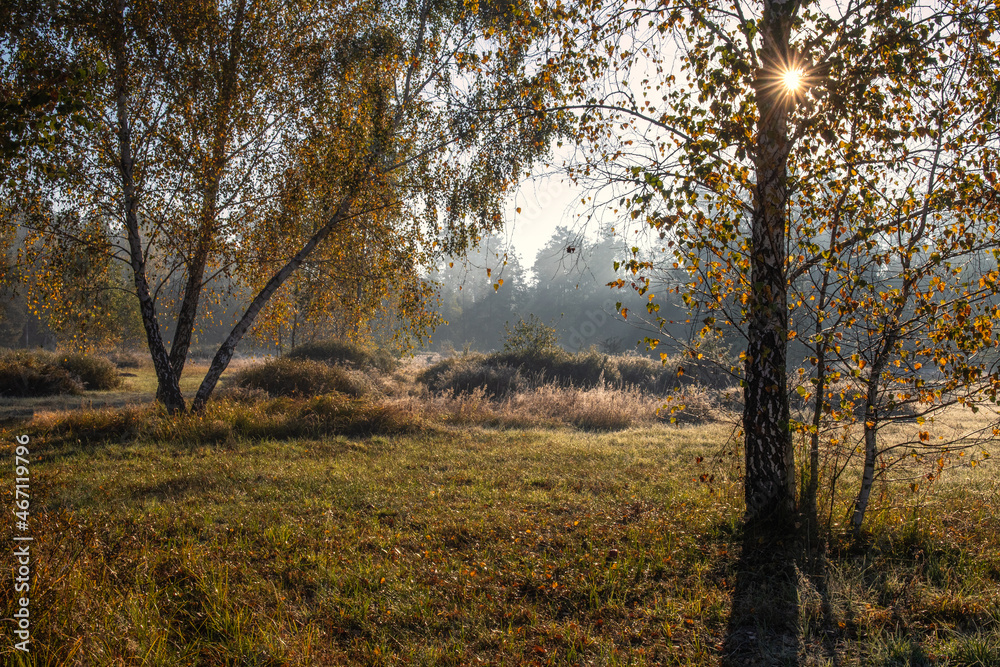 Fototapeta premium Sunny morning in the forest. Beginning of autumn. Sunlight plays in the branches of the trees. Good weather.