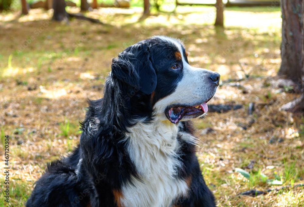 Bernese mountain dog lying on grass during fall day