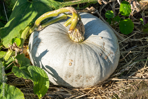 Blue Hungarian pumpkin (Cucurbita maxima) a grey white winter vegetable squash ready for Halloween, stock photo image photo