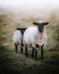 Poster Zwart Schapenfamilie in de natuur  © Lennart