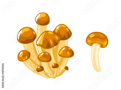 Nameko Mushrooms, nameko pholiota. Japanese edible fungus, asian cooking ingredient. Healthy vegetarian food. Flat hand drawn vector cartoon illustration.