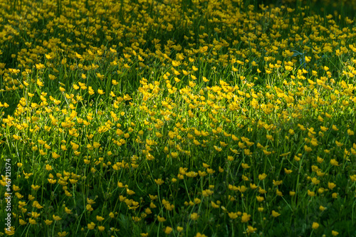 Selective focus of yellow wild flowers on green meadow during spring season