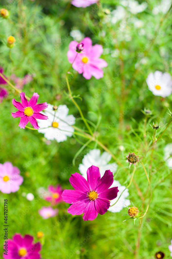 Pink flowers close up on flowers background. Flowers with delicate petals Pink flowers close up on flowers background. Flowers with delicate petals