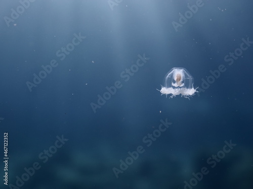 Turritopsis nutricula Turritopsis dohrnii Oceania O.armata immortal underwater  photo