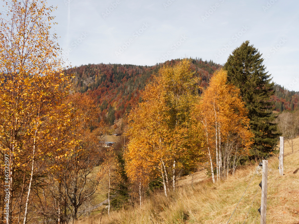 Rangées de bouleaux blancs européens ou betula pendula couvrant un flanc de montagne de Forêt-Noire en Allemagne, aux magnifique feuillage doré d'automne pendant le long de troncs blanchis