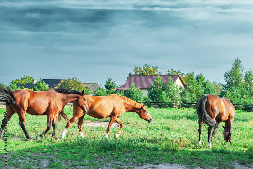 Obraz premium Green pasture with graze bay horses at sun light day. Summer rural landscape with chestnut equine