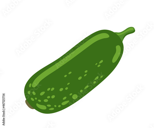 Chi Qua, winter melon. Benincasa hispida, Fuzzy gourd, Mokwa vegetable. Green wax gourd. Asian vegetable, cuisine ingredient. Healthy vegetarian food. Flat vector illustration.