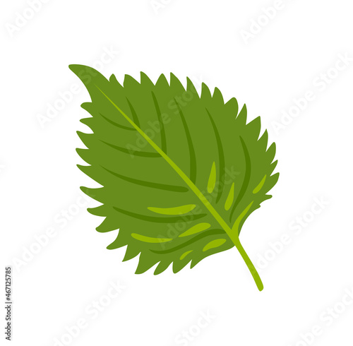 Shiso, perilla. Fresh green oba leaf. Sesame Leaf. Japanese vegetable. Asian cuisine ingredient. Healthy vegetarian food. Flat vector illustration.