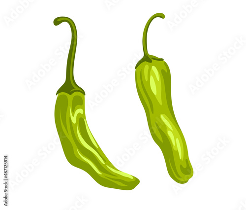 Blistered shishito green pepper. Japanese fresh raw vegetable. Asian cooking ingredient. Healthy natural vegetarian food. Hand drawn flat vector illustration.