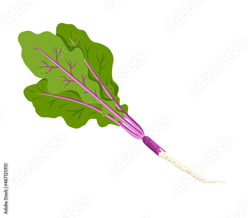 Japanese long purple turnip. Hinona Kabu, Wu Jing. Fresh asian vegetable, cooking ingrediant. Healthy natural vegetarian food. Hand drawn flat vector illustration. photo