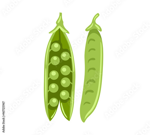 Snow peas. Fresh green open and closed pea pod. Asian cooking ingredient. Healthy natural vegetarian food. Hand drawn flat vector illustration.
