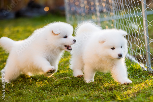 Funny fluffy white Samoyed puppies dogs are playing