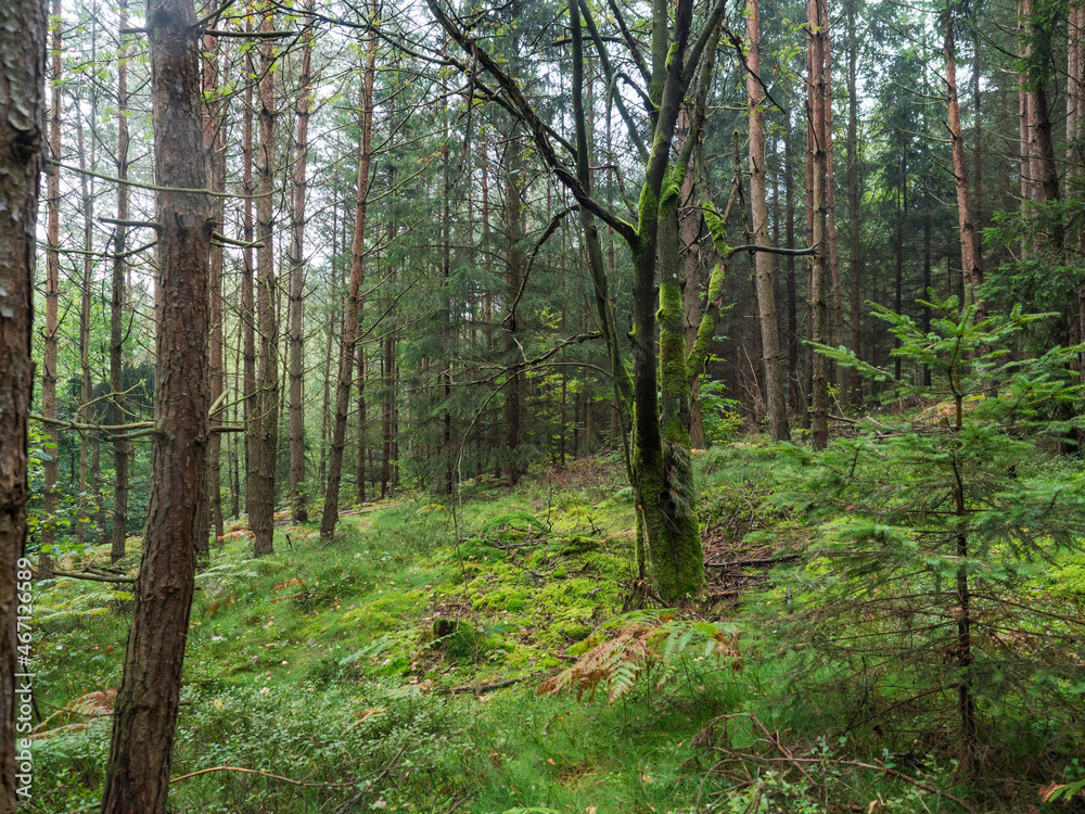 Fototapeta premium deep mixed summer forest with dense lush green moss and fern, natural wood background, forest landscape