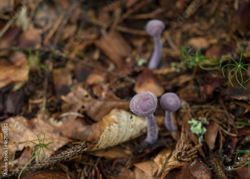 Close up Clitocybe nuda or Lepista nuda, commonly wood blewit. Three small violet lilac mushroom on a blurred atumn forest ground. Rare edible fungus. Selective focus, shallow DOF. photo