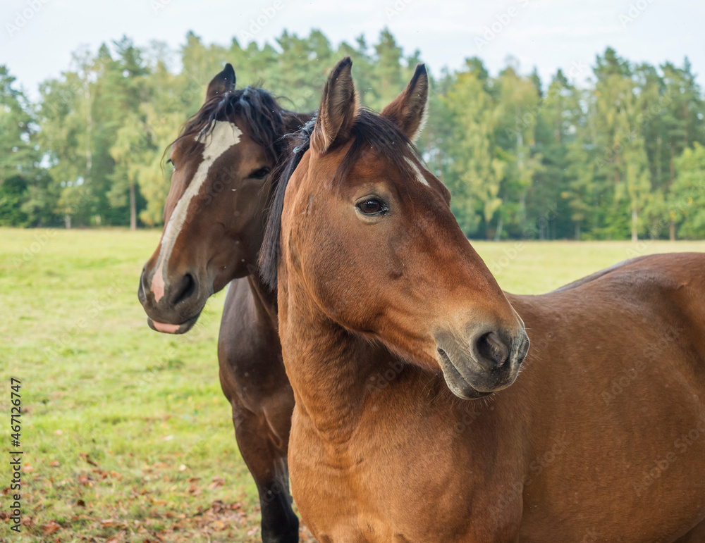 close up two large ginger brown horses head looking to the camera on the summer meadow with forest tree and grass background, selective focus