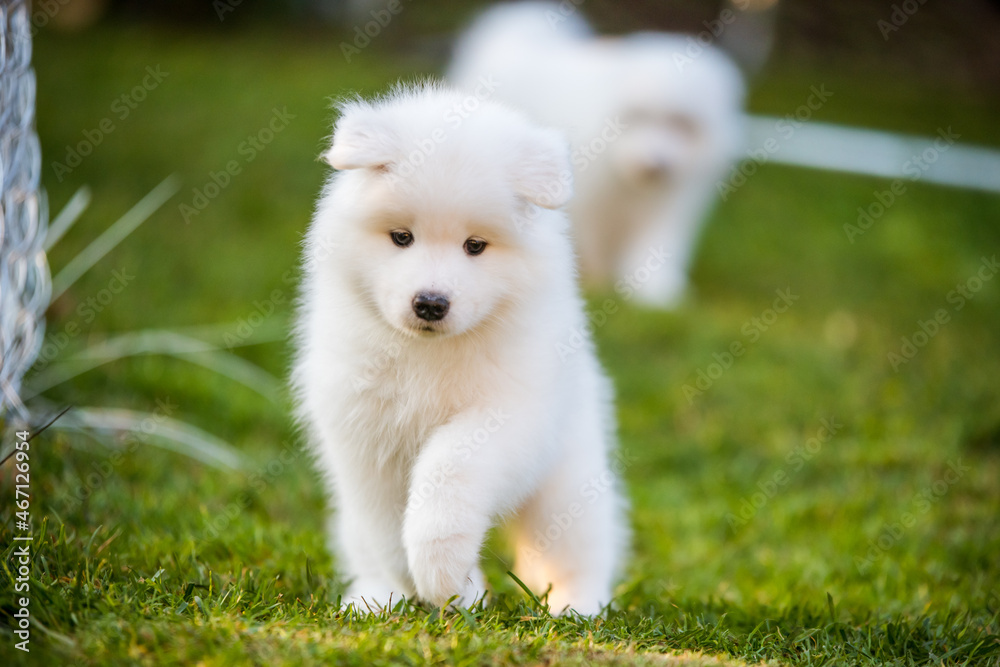 Funny Samoyed puppy on the green grass