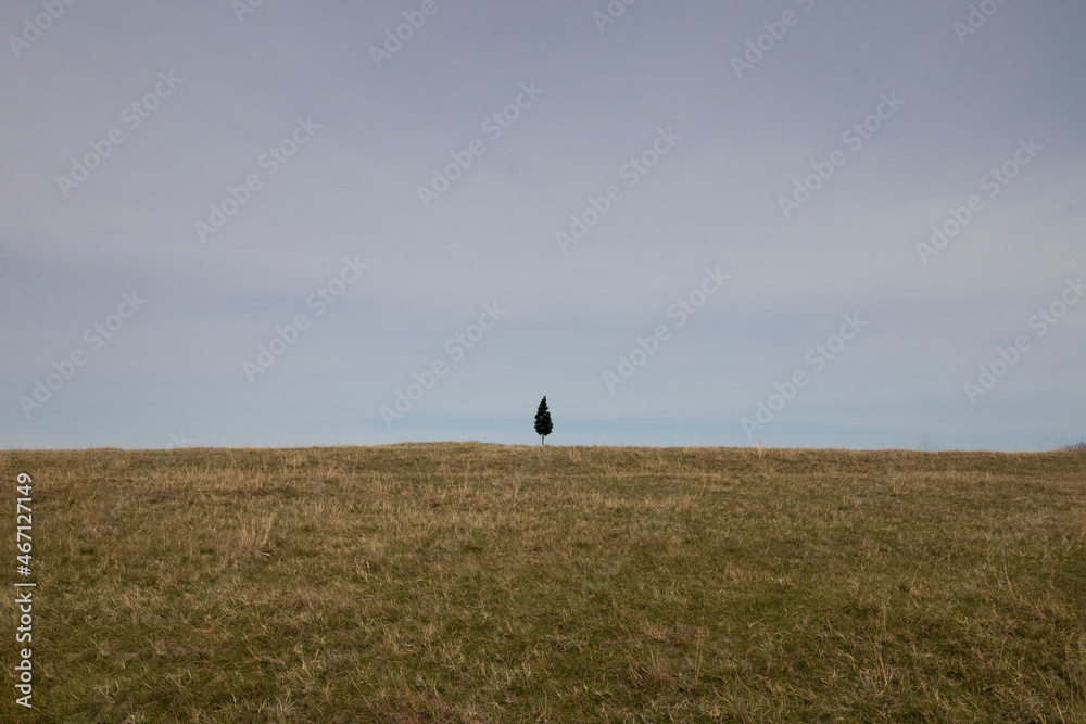 Fototapeta premium Alone tree in the field-depression concept