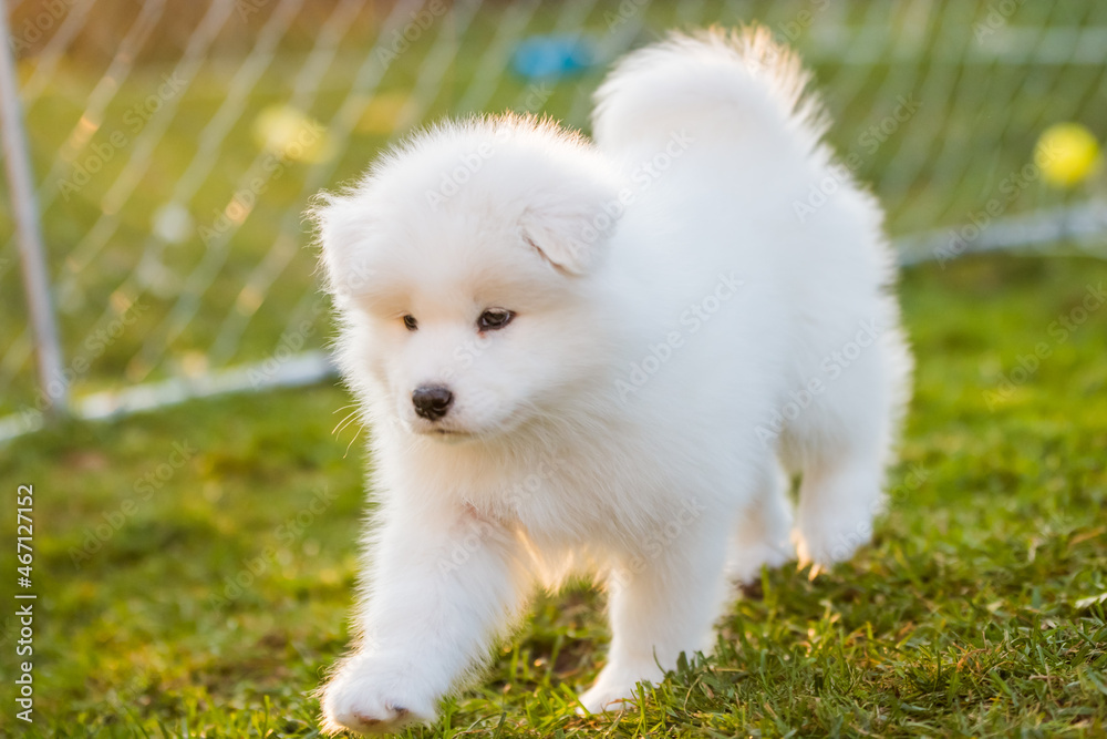 Adorable samoyed puppy running on the lawn Adorable samoyed puppy running on the lawn