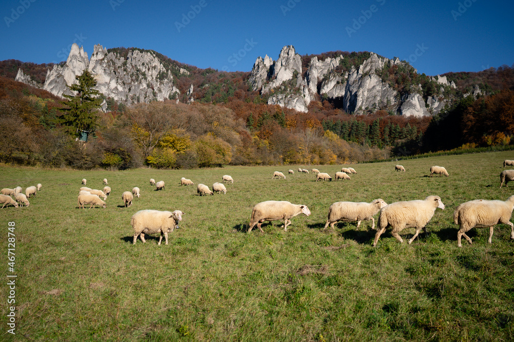 Sheep on orange autumn meadow.  Scenic landscape in Sulov, Slovakia, on beautiful autumn 