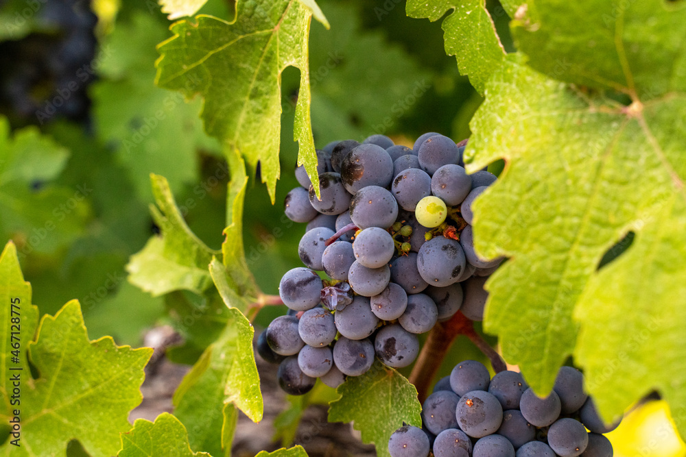 blue grapes on a bush, late summer, blurred background, selective focus. blue grapes on a bush, late summer, blurred background, selective focus.