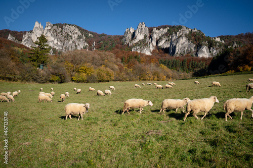 Sheep on orange autumn meadow. Scenic landscape in Sulov, Slovakia, on beautiful autumn 